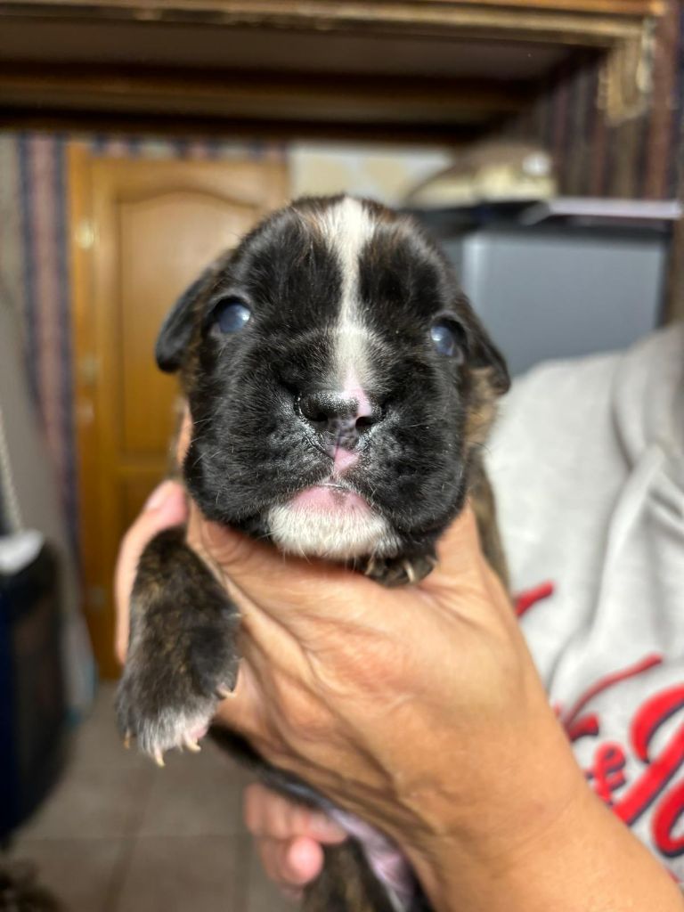 Du Cap De Nocibe - Chiot disponible  - Boxer