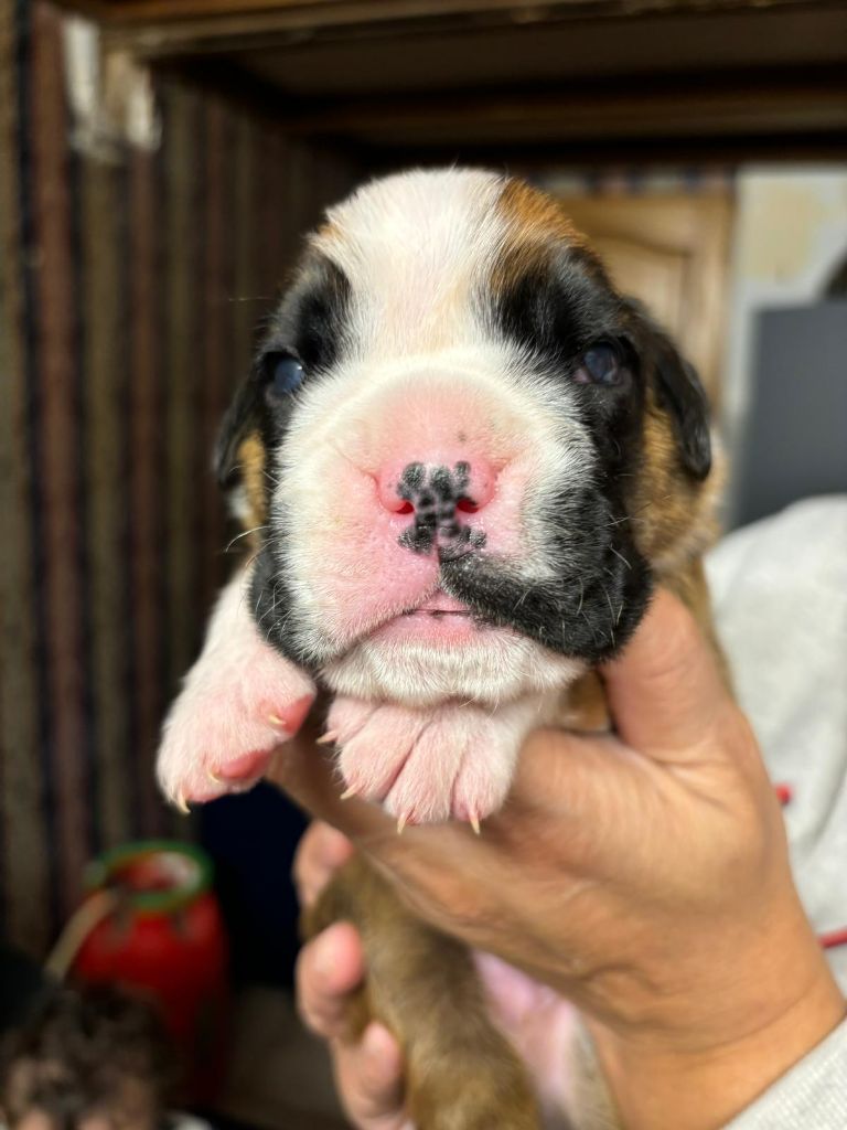 Du Cap De Nocibe - Chiot disponible  - Boxer