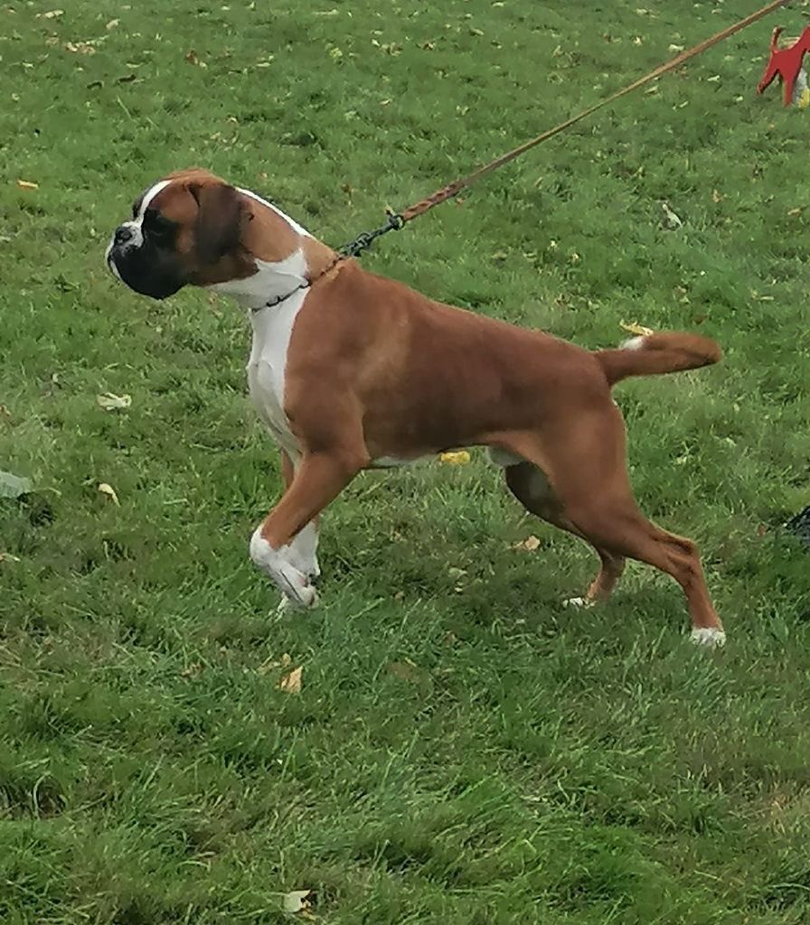 Venom mac Du Cap De Nocibe