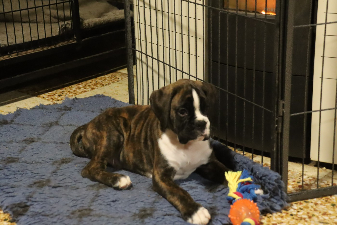 Angus mac  Du Cap De Nocibe