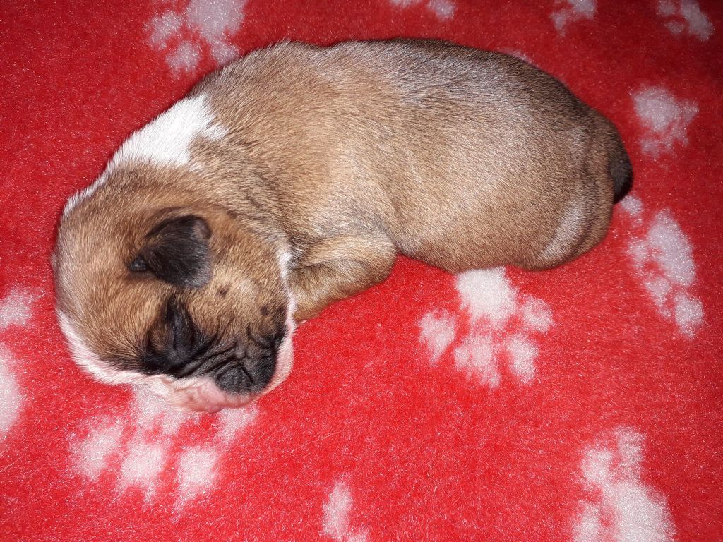 Du Cap De Nocibe - Boxer - Portée née le 03/12/2018