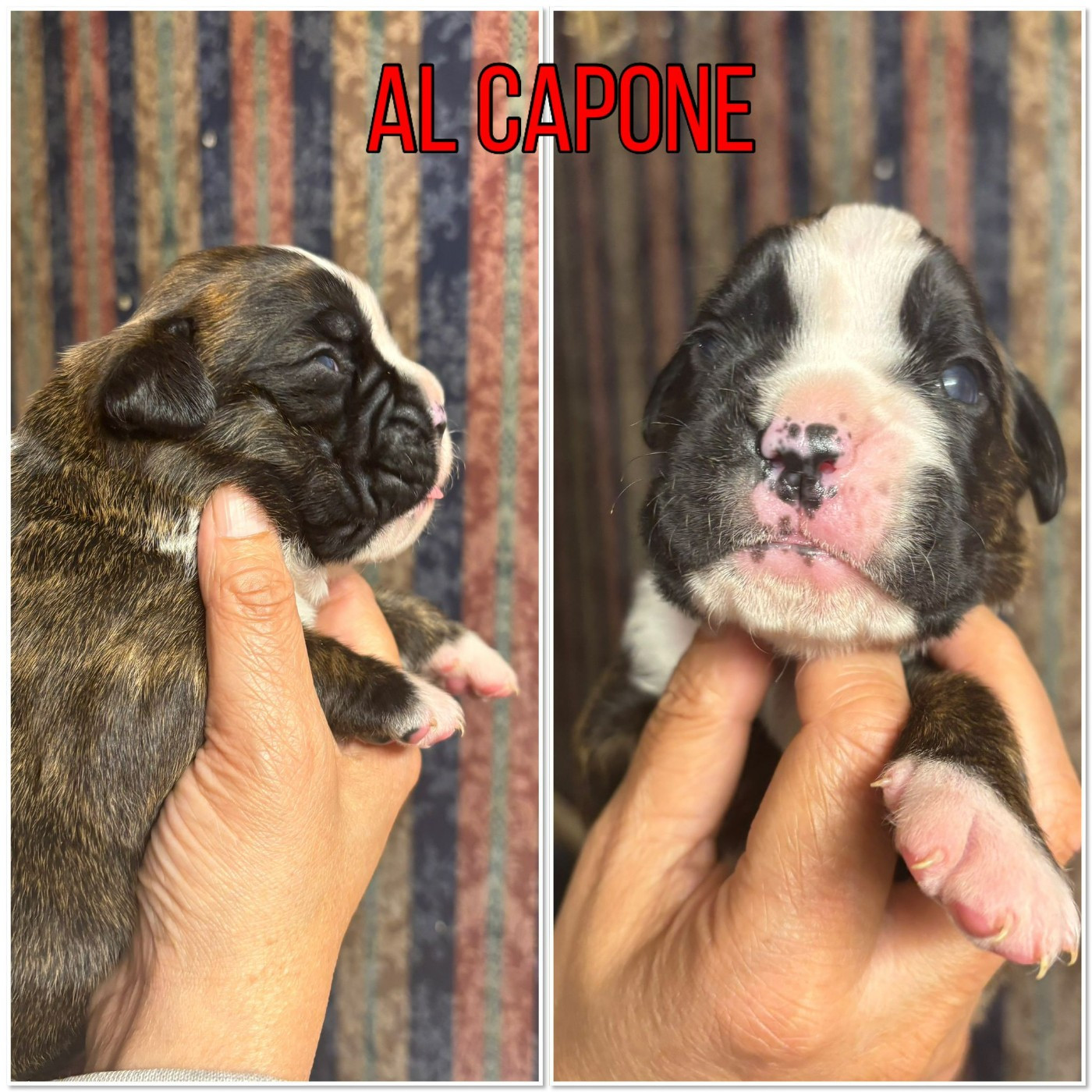 Du Cap De Nocibe - Chiots disponibles - Boxer