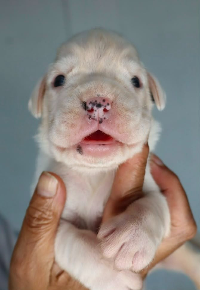 Du Cap De Nocibe - Chiots disponibles - Boxer