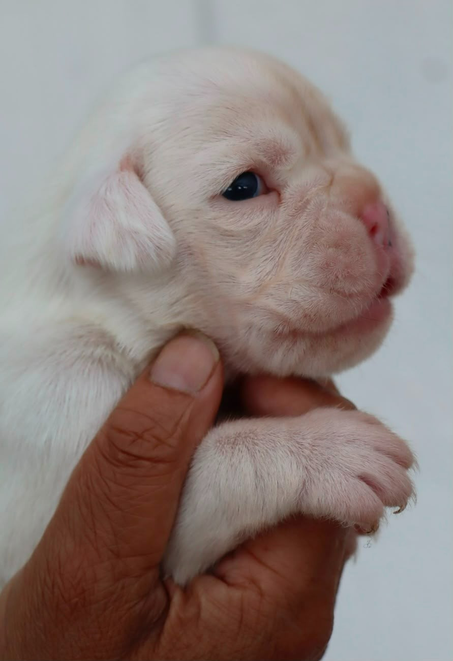 Du Cap De Nocibe - Chiots disponibles - Boxer