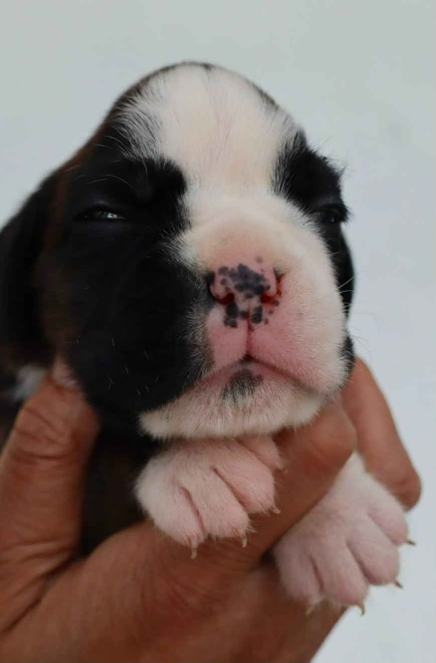 Du Cap De Nocibe - Chiots disponibles - Boxer