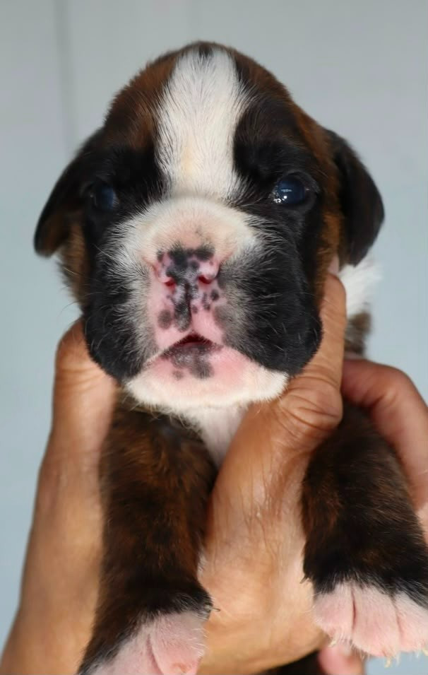 Du Cap De Nocibe - Chiots disponibles - Boxer