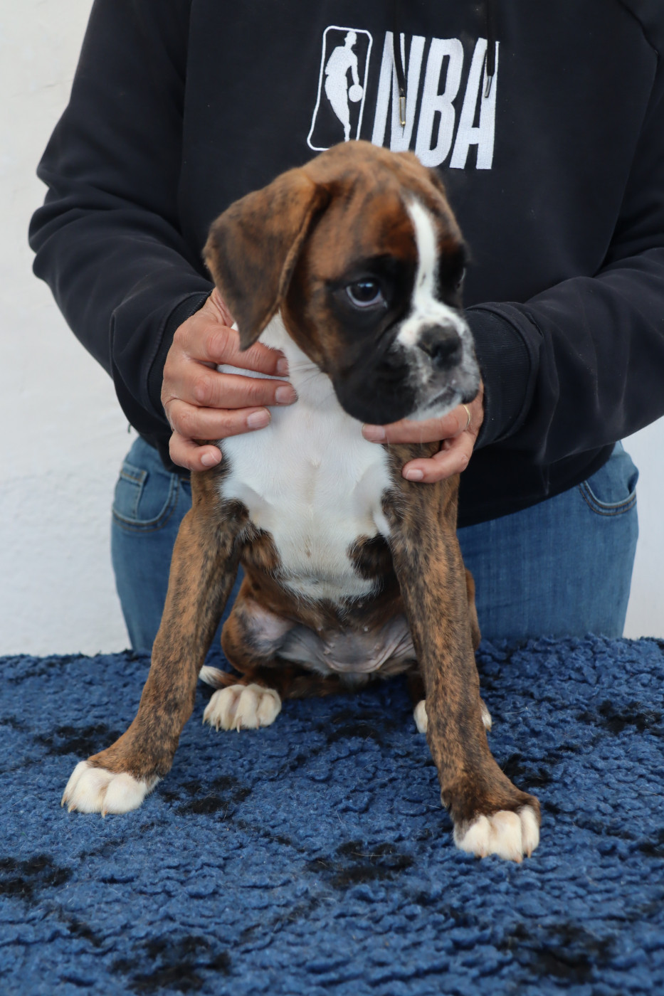 Du Cap De Nocibe - Chiots disponibles - Boxer