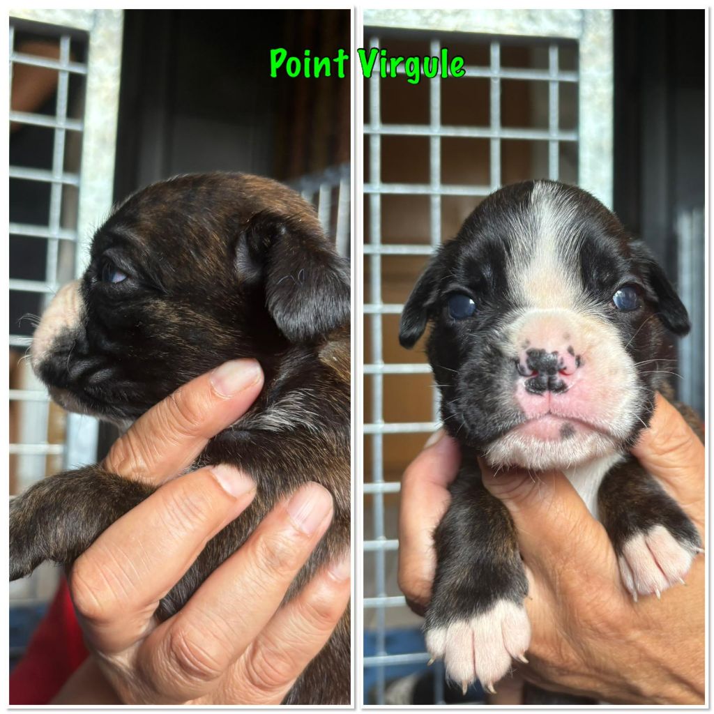 Du Cap De Nocibe - Chiots disponibles - Boxer