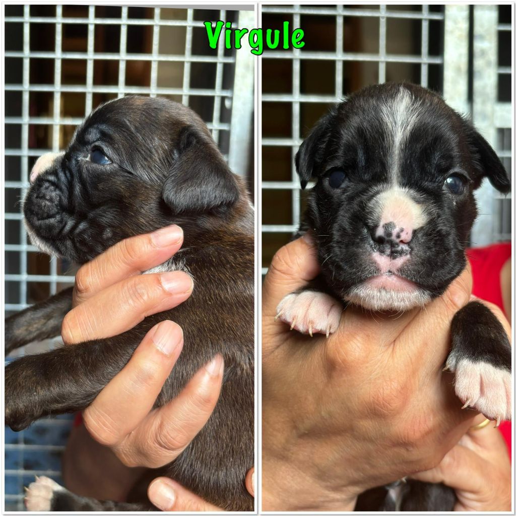 Du Cap De Nocibe - Chiots disponibles - Boxer