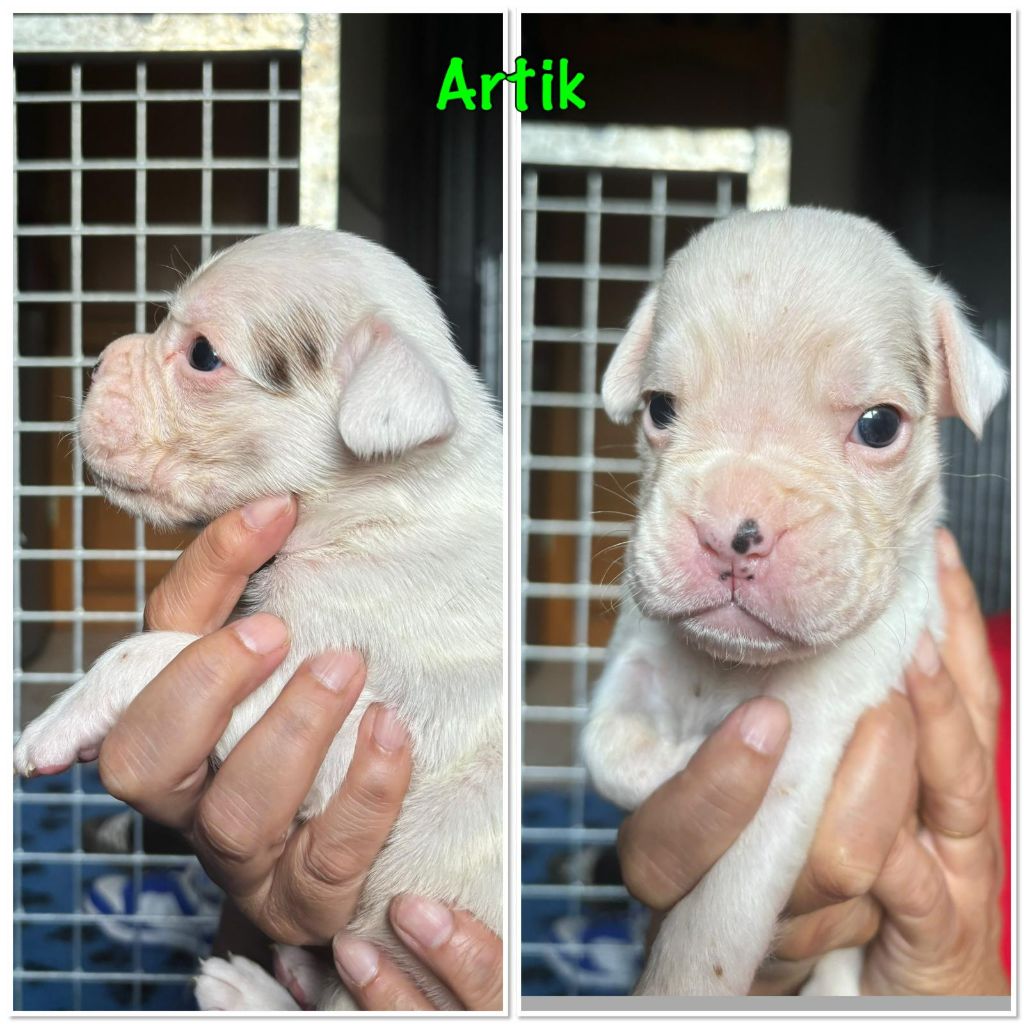 Du Cap De Nocibe - Chiots disponibles - Boxer