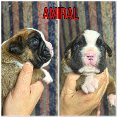 Apollo Creed mac du cap de nocibe