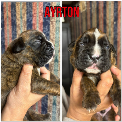 Ayrton mac du cap de nocibé