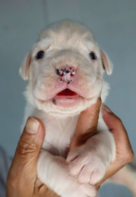 Baltik Male blanc