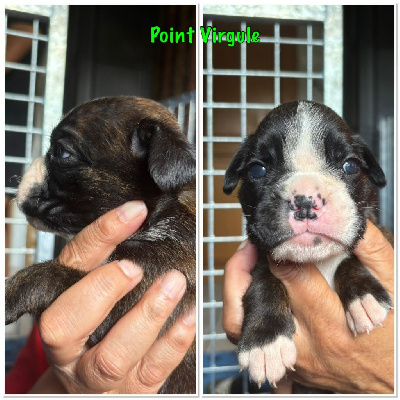 CHIOT