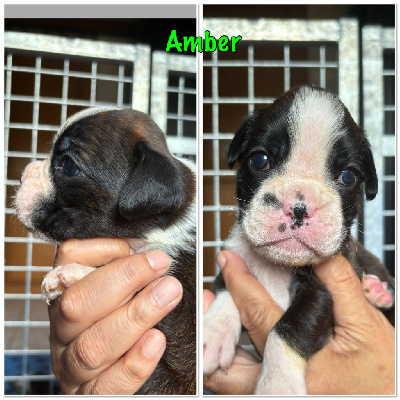 CHIOT