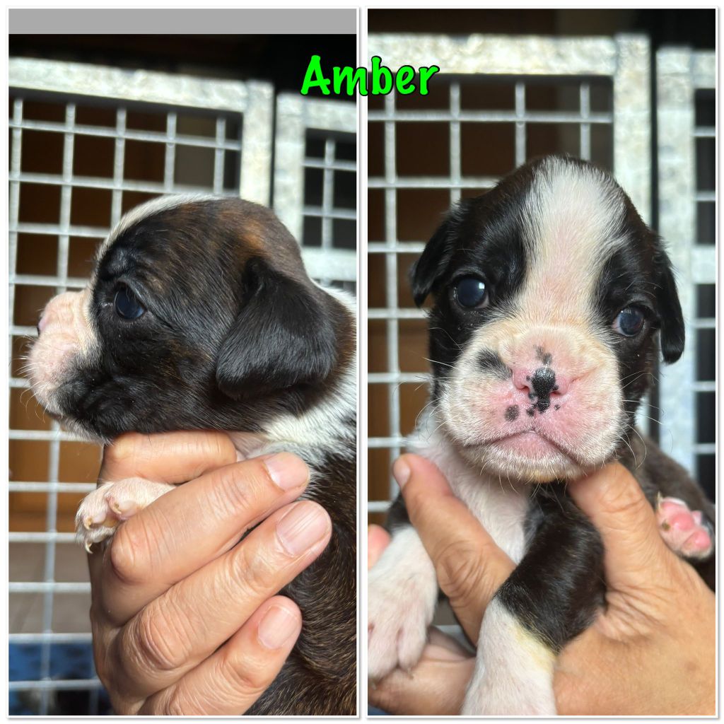 Du Cap De Nocibe - Chiots disponibles - Boxer